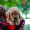 Image of Benji, a Golden Retriever puppy