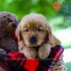 Image of Benji, a Golden Retriever puppy