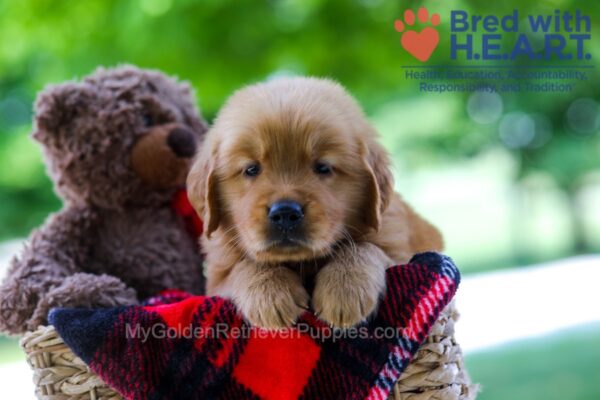 Image of Benji, a Golden Retriever puppy