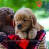 Image of Benji, a Golden Retriever puppy