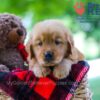 Image of Benji, a Golden Retriever puppy