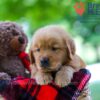 Image of Benji, a Golden Retriever puppy