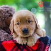 Image of Bentley, a Golden Retriever puppy