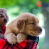 Image of Bentley, a Golden Retriever puppy