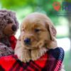 Image of Bentley, a Golden Retriever puppy
