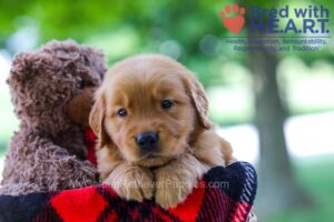 Image of Bentley, a Golden Retriever puppy