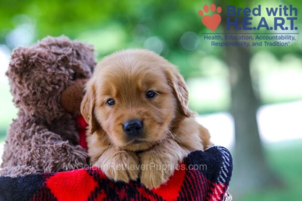 Image of Bentley, a Golden Retriever puppy