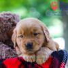 Image of Bentley, a Golden Retriever puppy