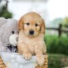 Image of Betz, a Golden Retriever puppy