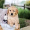 Image of Betz, a Golden Retriever puppy