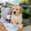 Image of Betz, a Golden Retriever puppy