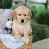 Image of Betz, a Golden Retriever puppy