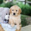 Image of Betz, a Golden Retriever puppy