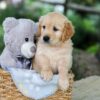 Image of Betz, a Golden Retriever puppy