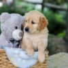 Image of Betz, a Golden Retriever puppy