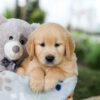 Image of Bingo, a Golden Retriever puppy