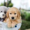 Image of Bingo, a Golden Retriever puppy
