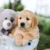 Image of Bingo, a Golden Retriever puppy