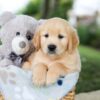 Image of Bingo, a Golden Retriever puppy