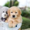 Image of Bingo, a Golden Retriever puppy
