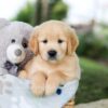 Image of Bingo, a Golden Retriever puppy