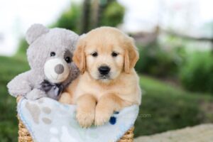 Image of Bingo, a Golden Retriever puppy