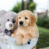 Image of Bingo, a Golden Retriever puppy