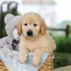 Image of Bonnie, a Golden Retriever puppy
