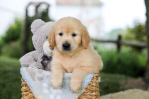 Image of Bonnie, a Golden Retriever puppy