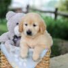 Image of Bonnie, a Golden Retriever puppy