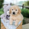 Image of Bonnie, a Golden Retriever puppy