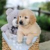 Image of Bonnie, a Golden Retriever puppy