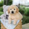 Image of Bonnie, a Golden Retriever puppy