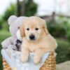 Image of Bonnie, a Golden Retriever puppy