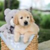 Image of Bonnie, a Golden Retriever puppy