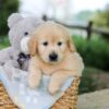 Image of Bonnie, a Golden Retriever puppy