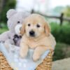 Image of Bonnie, a Golden Retriever puppy