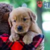 Image of Braden, a Golden Retriever puppy