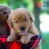 Image of Braden, a Golden Retriever puppy