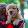 Image of Braden, a Golden Retriever puppy