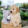 Image of Brady, a Golden Retriever puppy