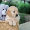 Image of Brady, a Golden Retriever puppy