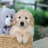 Image of Brady, a Golden Retriever puppy