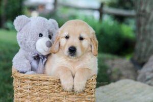 Image of Brady, a Golden Retriever puppy