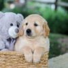 Image of Brady, a Golden Retriever puppy