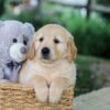 Image of Brady, a Golden Retriever puppy