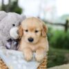 Image of Brooks, a Golden Retriever puppy