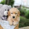 Image of Brooks, a Golden Retriever puppy