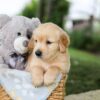 Image of Brooks, a Golden Retriever puppy