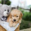Image of Brooks, a Golden Retriever puppy